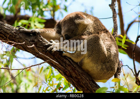 Schlafen Australian koala hoch oben in einem Baum im Frühling Zeit wie während einer Wanderung auf Magnetic Island (Townsville, Queensland, Australien) entdeckt Stockfoto