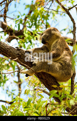 Schlafen Australian koala hoch oben in einem Baum im Frühling Zeit wie während einer Wanderung auf Magnetic Island (Townsville, Queensland, Australien) entdeckt Stockfoto