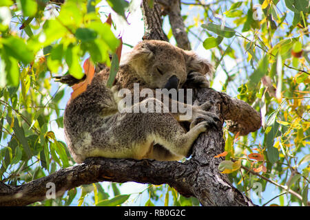 Schlafen Australian koala hoch oben in einem Baum im Frühling Zeit wie während einer Wanderung auf Magnetic Island (Townsville, Queensland, Australien) entdeckt Stockfoto