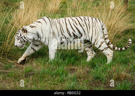 UK, Hamerton Zoo - 17 Aug 2018: Weiblich Weiß (Albino) Tiger in Gefangenschaft Stockfoto