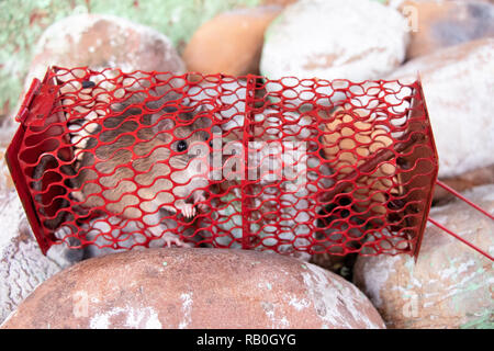 Maus oder Ratte in einem roten Käfig gefangen, Ratte in der Mausefalle Käfig liegen auf Stein Stockfoto