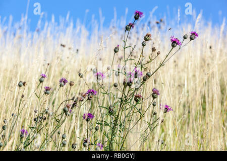 Natürliche Steppe Prairie, Wiese Blumen Gras Distel Juli Wildblumenpflanzen Wiese Blumen Wildblumen Gras Stockfoto