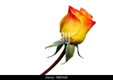 Gelb rosa blühende rose Detailansicht auf weißem Hintergrund Stockfoto