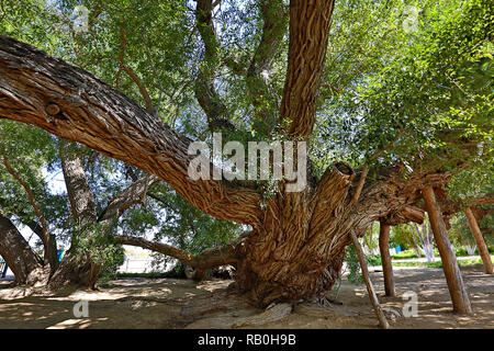 Alte Willow Tree in Kasachstan. Stockfoto