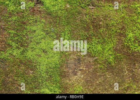 Moos auf Beton Feuchtigkeit Wand, in der Regenzeit Textur oder Hintergrund Stockfoto