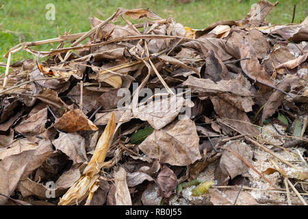 Bäume trocknet die Blätter im Wald gesammelt, Bereit, Feuer Stockfoto