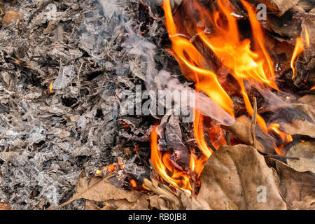 Herbst Blätter brennen die gelben Flammen, Rauch und Asche in Wald Stockfoto