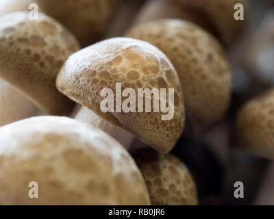 Makroaufnahme der braune Pilze (shimeji) Stockfoto