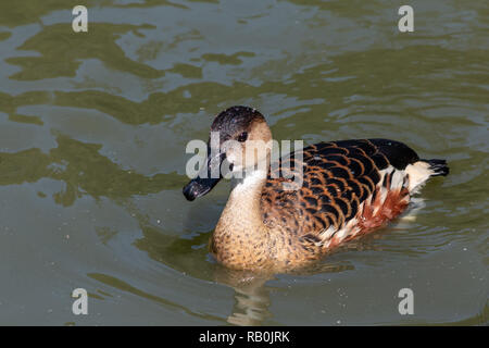 Wandering Pfeifen Ente auf dem Wasser Stockfoto
