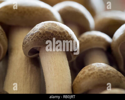 Makroaufnahme der braune Pilze (shimeji) Stockfoto