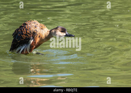 Wandering Pfeifen Ente auf dem Wasser Stockfoto