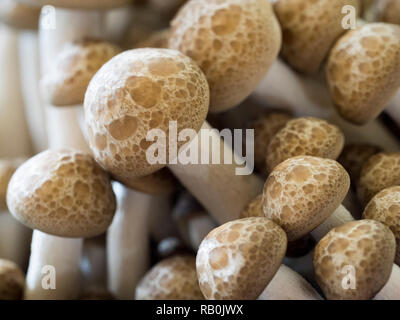 Makroaufnahme der braune Pilze (shimeji) Stockfoto