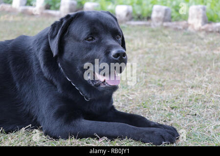 Schwarzer Labrador Hund im Gras und suchen etwas vor Stockfoto