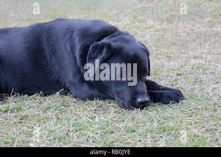 Traurig Labrador Hund in Traurigkeit Stimmung, den Kopf über die Beine und suchen Nachteil und thnking. Stockfoto