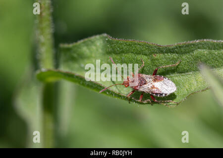 Braun shield Bug ruht auf einem Blatt Stockfoto