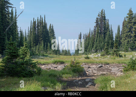 Sommer Alpine Wiesen an der Spitze der Trophy Mountain im Wells Gray Provincial Park, British Columbia, Kanada Stockfoto