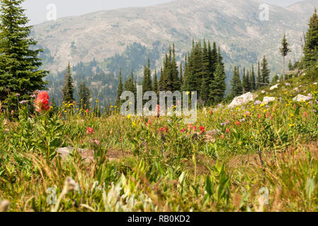 Sommer Alpine Wiesen an der Spitze der Trophy Mountain im Wells Gray Provincial Park, British Columbia, Kanada Stockfoto