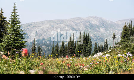 Sommer Alpine Wiesen an der Spitze der Trophy Mountain im Wells Gray Provincial Park, British Columbia, Kanada Stockfoto