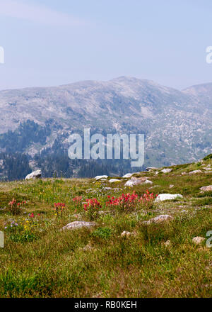 Sommer Alpine Wiesen an der Spitze der Trophy Mountain im Wells Gray Provincial Park, British Columbia, Kanada Stockfoto