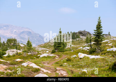 Sommer Alpine Wiesen an der Spitze der Trophy Mountain im Wells Gray Provincial Park, British Columbia, Kanada Stockfoto