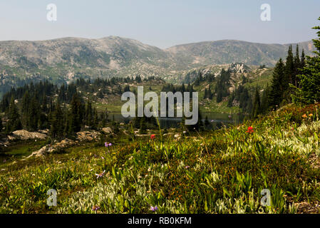 Sommer Alpine Wiesen an der Spitze der Trophy Mountain im Wells Gray Provincial Park, British Columbia, Kanada Stockfoto