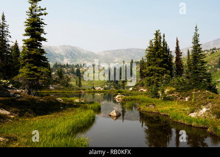 Sommer Alpine Wiesen an der Spitze der Trophy Mountain im Wells Gray Provincial Park, British Columbia, Kanada Stockfoto