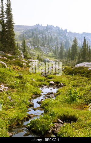 Sommer Alpine Wiesen an der Spitze der Trophy Mountain im Wells Gray Provincial Park, British Columbia, Kanada Stockfoto