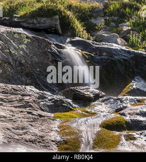 Sommer Alpine Wiesen an der Spitze der Trophy Mountain im Wells Gray Provincial Park, British Columbia, Kanada Stockfoto