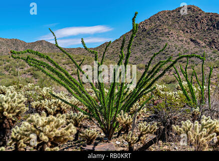 Ocotillo & Cholla Cactus Stockfoto