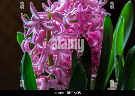 Hallenbad in der Nähe der rosa Blüten von vorbereiteten Hyazinthe Pink Perlmutt Blüte in das Haus im Januar. Stockfoto