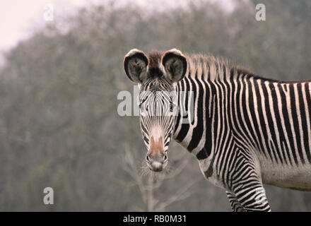 Zebra Portrait mit Augenkontakt Stockfoto