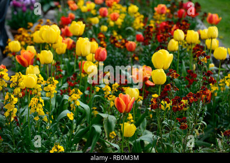 Gemischt gelb orange Tulpen umgeben von mauerblümchen, Tulipa gelb Kaiser, Tulpen, Tulpen, Blume, Blumen, Garten, RM Floral Stockfoto