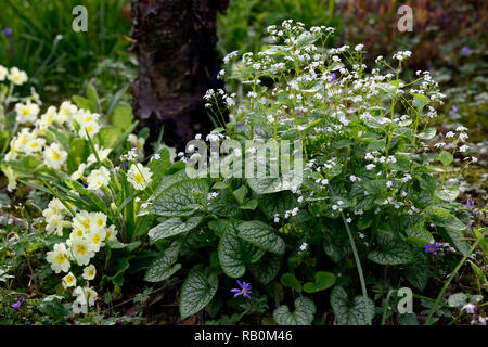 Brunnera macrophylla Herr Morse, Primula vulgaris, Viola, Primel, Primeln, Gelb, Creme, Blau, Weiß, Mix, Gemischt, Kombination, Blume, Blumen, Blüte, Schatten, Stockfoto