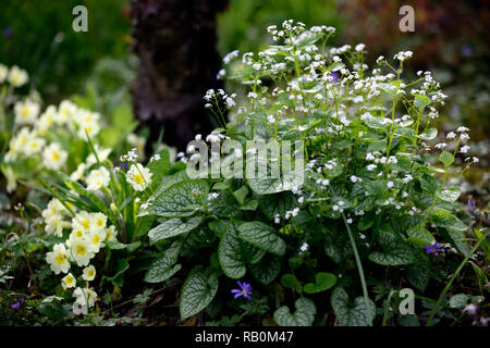 Brunnera macrophylla Herr Morse, Primula vulgaris, Viola, Primel, Primeln, Gelb, Creme, Blau, Weiß, Mix, Gemischt, Kombination, Blume, Blumen, Blüte, Schatten, Stockfoto