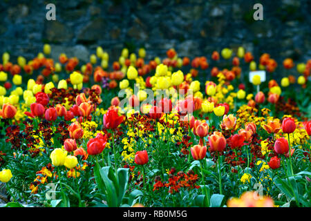 Erysimum cheiri, Mauerblümchen, wallflowers, Gelb, Orange, Rost, Tulipa, Tulpen, Tulpen, Rot, Mix, Gemischt, Bett, Grenze, Duft, Duft, Parfum, parfümierte, Frühling, Blumen, f Stockfoto