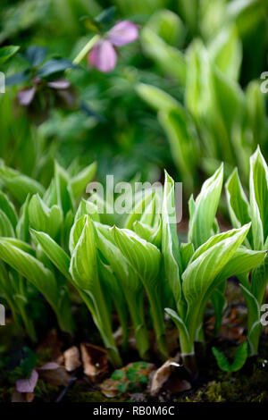 Hosta, Blätter, Laub, neue, Emerge, Feder, Grüne, Wachstum, Bett, Grenze, Garten, Gärten, RM Floral Stockfoto