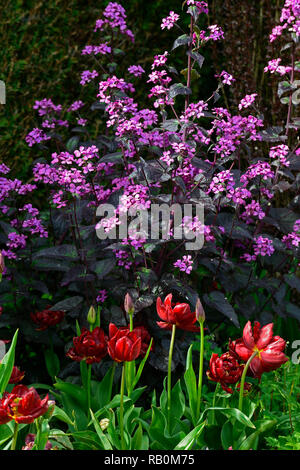 Lunaria annua Chedglow, jährliche Ehrlichkeit Ehrlichkeit, Lila, Rot doppel Tulip, Tulpen, dunkle, Mix, Gemischt, Kombination, Bett, Grenze, Gärten, Frühling, RM Floral Stockfoto
