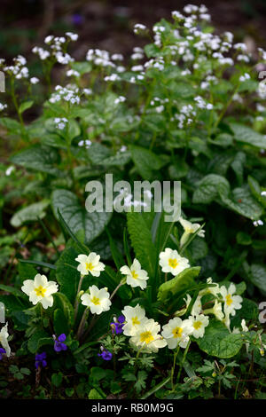 Primula vulgaris, Brunnera macrophylla Herr Morse, Viola, Primel, Primeln, Gelb, Creme, Blau, Weiß, Mix, Gemischt, Kombination, Blume, Blumen, Blüte, Schatten, Stockfoto