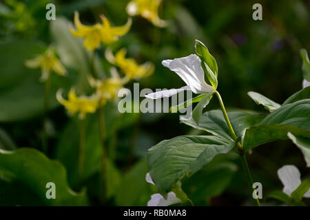 Trillium grandiflorum, Schatten, Schatten, schattig, Holz, Wald, weiß, Blume, Blüte, Blumen, Frühling, Garten, Gärten, RM Floral Stockfoto