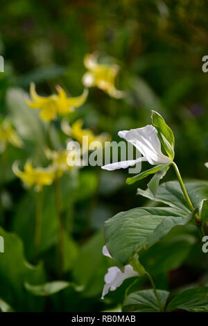 Trillium grandiflorum, Schatten, Schatten, schattig, Holz, Wald, weiß, Blume, Blüte, Blumen, Frühling, Garten, Gärten, RM Floral Stockfoto