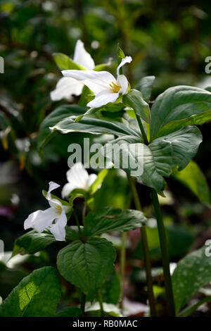 Trillium grandiflorum, Schatten, Schatten, schattig, Holz, Wald, weiß, Blume, Blüte, Blumen, Frühling, Garten, Gärten, RM Floral Stockfoto