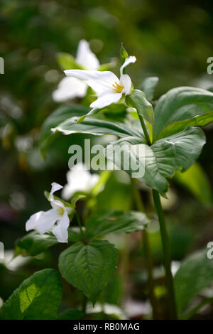 Trillium grandiflorum, Schatten, Schatten, schattig, Holz, Wald, weiß, Blume, Blüte, Blumen, Frühling, Garten, Gärten, RM Floral Stockfoto