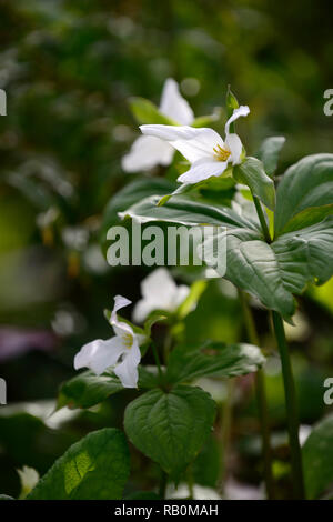 Trillium grandiflorum, Schatten, Schatten, schattig, Holz, Wald, weiß, Blume, Blüte, Blumen, Frühling, Garten, Gärten, RM Floral Stockfoto