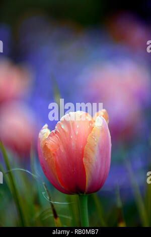 Tulpen, Tulipa, Orange, Rot, Blume, Blumen, blauer Hintergrund, diffus, enge Tiefenschärfe, geringe Tiefenschärfe, Frühling, Garten, Gärten, RM Floral Stockfoto