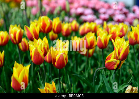 Tulpe Tulipa Aladdin, Aladdin, Scarlet Rot Gelb, Bicolour, Lily blühenden Tulpen, Tulpen, Blume, Blumen, Garten, RM Floral Stockfoto