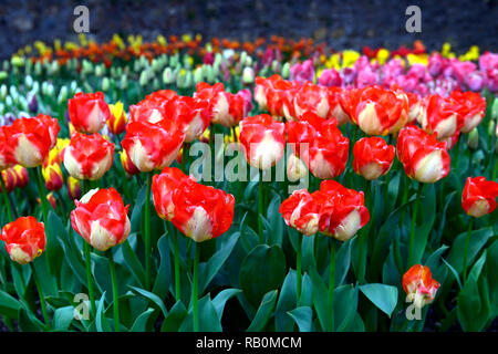 Tulipa american dream, Tulip american dream, Rot Gelb, Bicolour, Darwin hybrid Tulip, Tulpen, Blume, Blumen, Garten, RM Floral Stockfoto