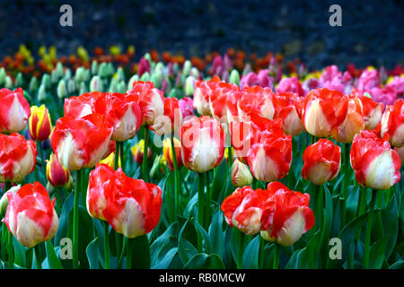 Tulipa american dream, Tulip american dream, Rot Gelb, Bicolour, Darwin hybrid Tulip, Tulpen, Blume, Blumen, Garten, RM Floral Stockfoto