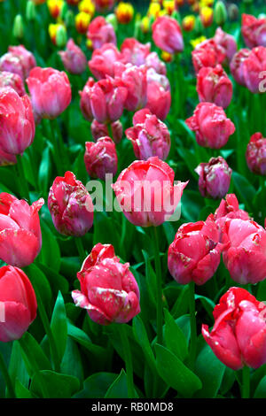 Tulipa Big Chief, tulip Big Chief, Rot, darwin Hybrid, Tulpen, Tulpen, Rosa, Blumen, Garten, RM Floral Stockfoto
