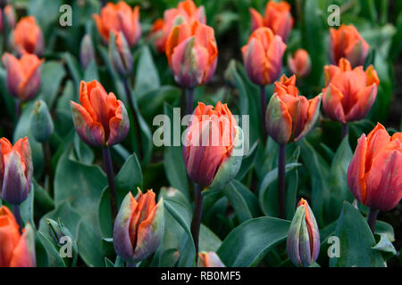 Tulipa Prinzessin Irene, tulip Prinzessin Irene, lila, orange, bicolor, einfache frühe Tulpen, Tulpen, Blume, Blumen, Garten, RM Floral Stockfoto