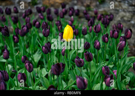 Einzelne gelbe Tulpe von dunklen lila Tulpen, tulipa Königin der Nacht, Tulipa gelb Kaiser, Tulpen, Tulpen, Blume, Blumen, Garten, RM Floral Stockfoto